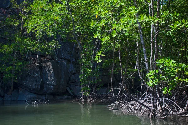 Fluss Und Mangrovenwald Mit Wurzeln Wasser Insel Langkawi Malaysia — Stockfoto