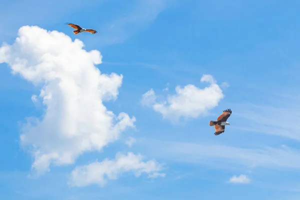 Güzel Gökyüzünde Bulutlarla Uçan Kartal Kuşu — Stok fotoğraf