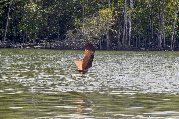 Eagle Feeding Isla Langkawi Tour Manglares Kilim Geoforest Park — Foto de Stock