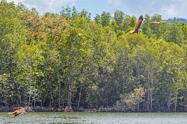 Eagle Feeding Langkawi Island Mangrove Tour Kilim Geoforest Park — Stock Photo, Image