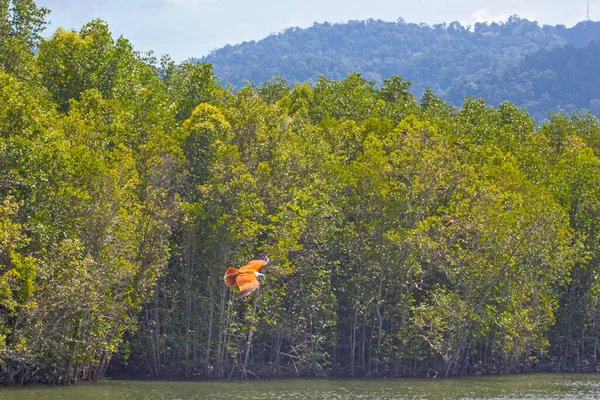 Eagle Feeding Langkawi Island Mangrove Tour Kilim Geoforest Park — Stock Photo, Image