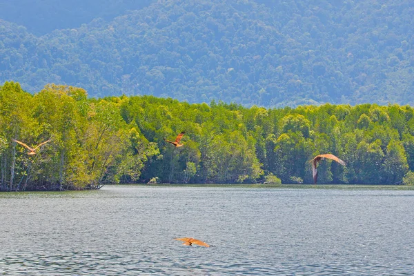 Eagle Feeding Nell Isola Langkawi Tour Della Mangrovia Kilim Geoforest — Foto Stock