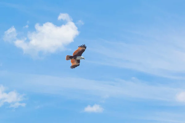 Güzel Gökyüzünde Bulutlarla Uçan Kartal Kuşu — Stok fotoğraf