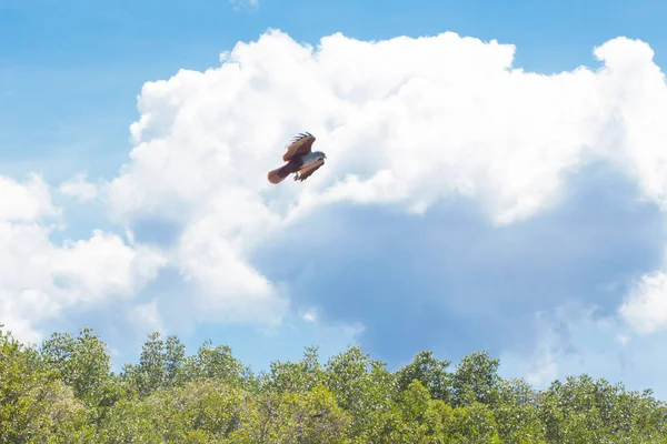 Sas Etetés Langkawi Sziget Mangrove Túra Kilim Geoforest Park — Stock Fotó