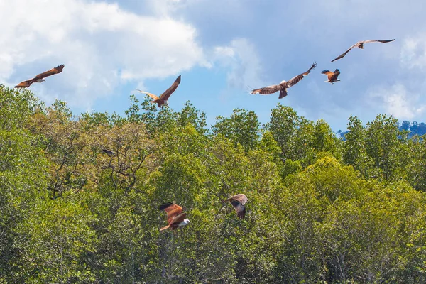 Sas Etetés Langkawi Sziget Mangrove Túra Kilim Geoforest Park — Stock Fotó