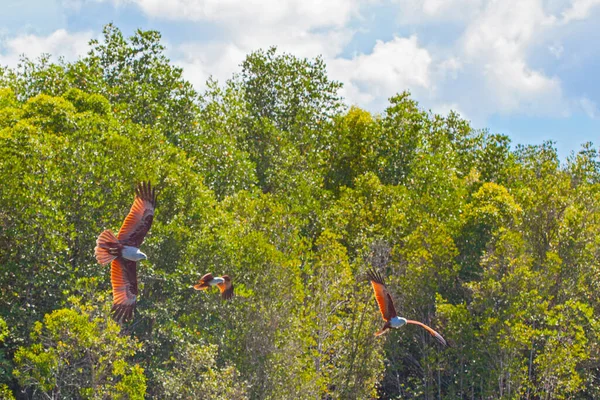 Eagle Feeding Dans Île Langkawi Mangrove Tour Kilim Geoforest Park — Photo