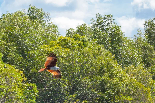 Eagle Feeding in Langkawi island Mangrove tour Kilim Geoforest Park.