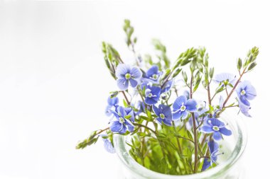 Veronica çiçekleri beyaz arka planda camla kurutuyor.