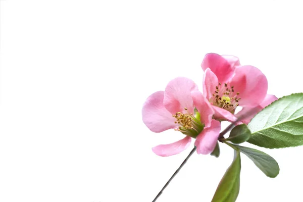 Flor Cereja Rosa Isolada Branco — Fotografia de Stock