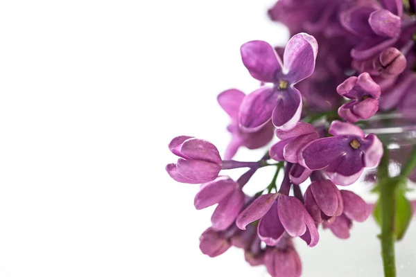 Lilac Květ Izolované Bílém Pozadí — Stock fotografie