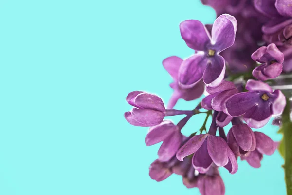 Kwiat Lilii Niebieskim Tle — Zdjęcie stockowe