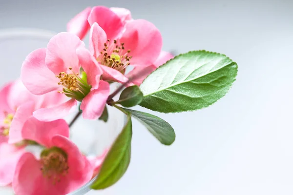 Flor Cerezo Rosa Vidrio —  Fotos de Stock