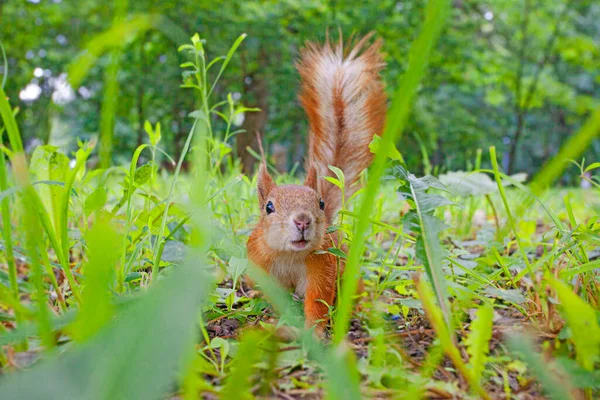 Funny Small Red Squirrel Green Grass — Stock Photo, Image