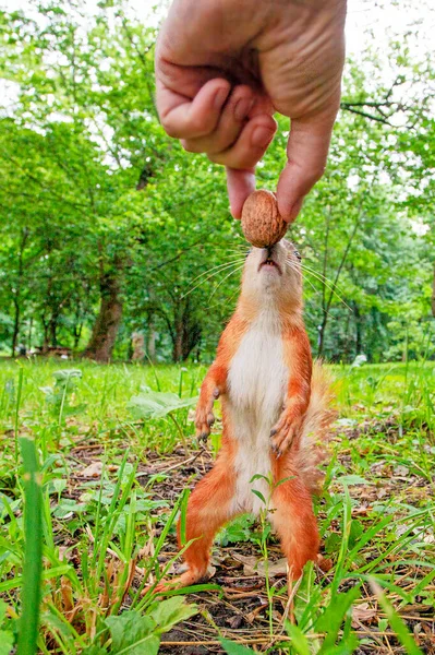 Funny Small Red Squirrel Taking Nut Man Hand — Stock Photo, Image