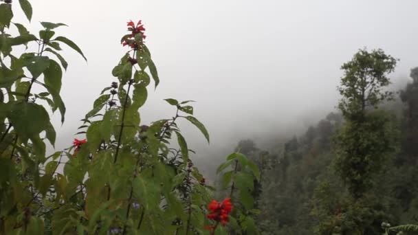 Fiori Nelle Montagne Himalayane Nepal — Video Stock