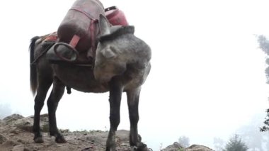 25 Ekim 2018, Everest Ana Kampı, Nepal. 25 Ekim 2018, Everest Ana Kampı 'na giden yolda at kervanı..