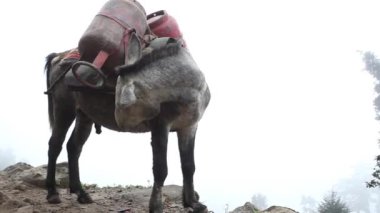 25 Ekim 2018, Everest Ana Kampı, Nepal. 25 Ekim 2018, Everest Ana Kampı 'na giden yolda at kervanı..