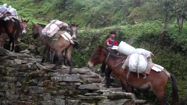 通往尼泊尔珠穆朗玛峰大本营的轨道 2018年10月25日 在通往尼泊尔珠穆朗玛峰大本营的轨道上的山地马队 — 图库视频影像