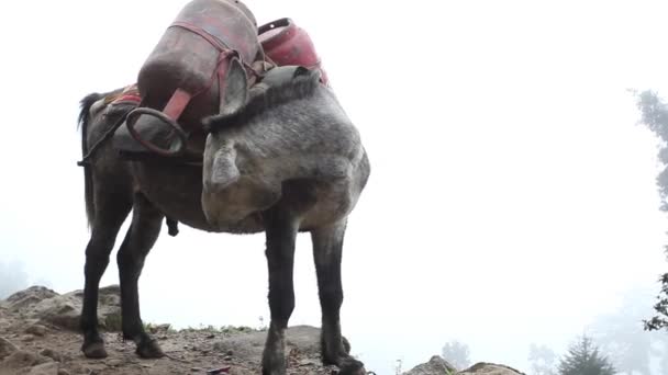 ネパールのエベレストベースキャンプへのトラック25 10月2018 マウンテントレイルの馬のキャラバン25 10月2018ネパールのエベレストベースキャンプへのトラック — ストック動画