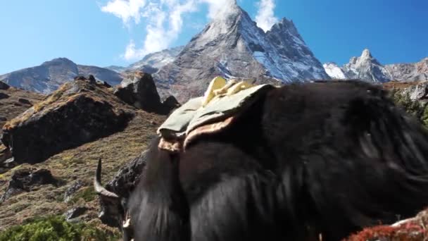 Yaks Nepal Mountains Ebc Track — Stock Video