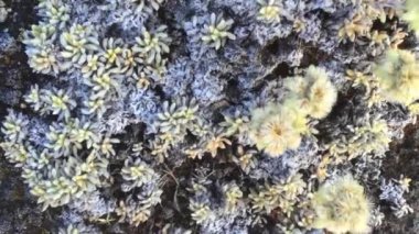 Taş ve çiçek dokusu arka plan, Himalaya dağları, Nepal