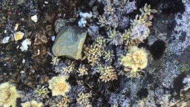 Taş ve çiçek dokusu arka plan, Himalaya dağları, Nepal