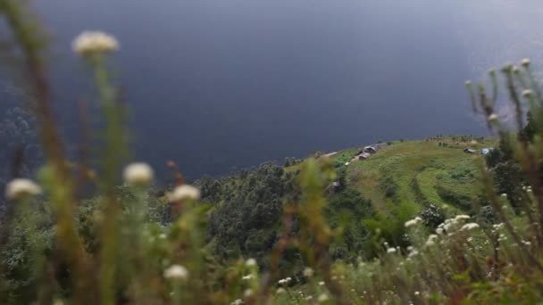 Λευκά Λουλούδια Στα Ιμαλάια Όρη Νεπάλ — Αρχείο Βίντεο