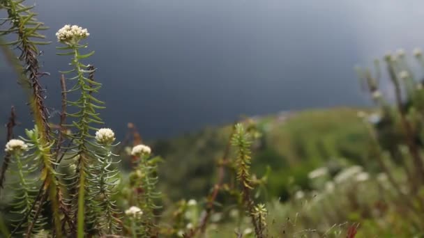 Witte Bloemen Himalaya Nepal — Stockvideo