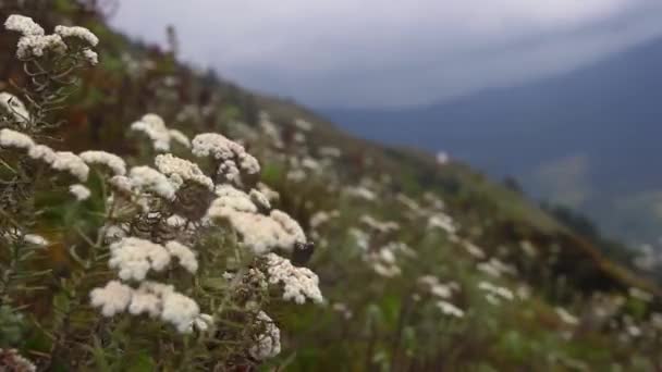Λευκά Λουλούδια Στα Ιμαλάια Όρη Νεπάλ — Αρχείο Βίντεο