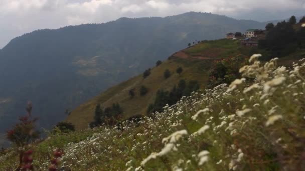 Witte Bloemen Himalaya Nepal — Stockvideo