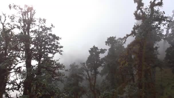 Δέντρα Στα Σύννεφα Στα Ιμαλάια Όρη Νεπάλ — Αρχείο Βίντεο
