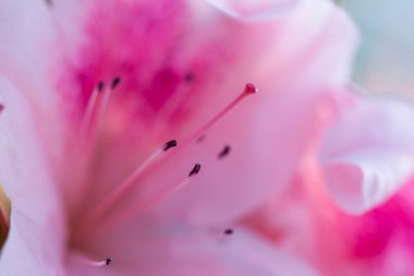 Güzel pembe Rhododendron çiçekli makro fotoğraf