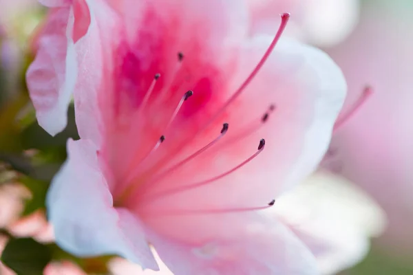 Красива Рожева Квітка Рододендрона Макро Фото — стокове фото