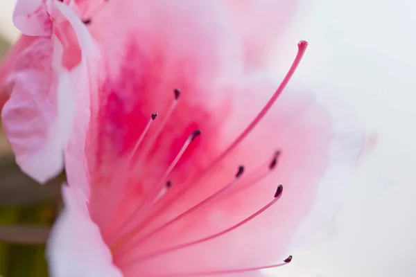 Güzel Pembe Rhododendron Çiçekli Makro Fotoğraf — Stok fotoğraf