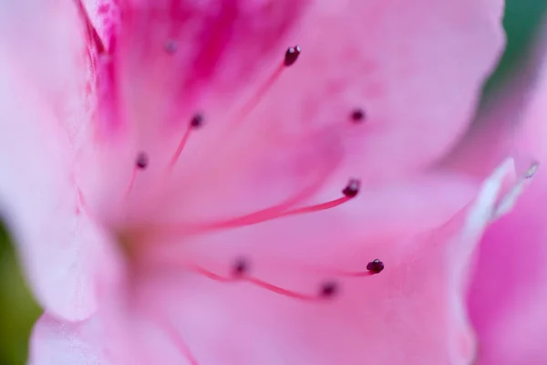 Belle Fleur Rose Rhododendron Macro Photo — Photo