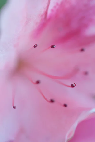 Güzel Pembe Rhododendron Çiçekli Makro Fotoğraf — Stok fotoğraf