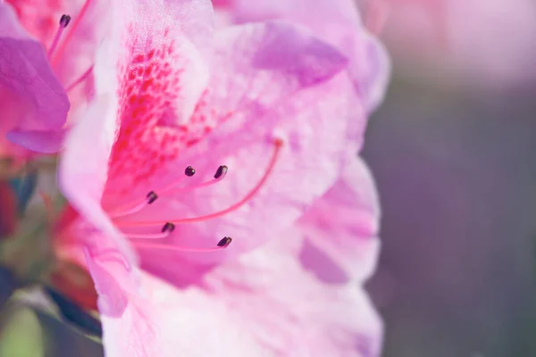 Piękny Różowy Rhododendron Kwiat Makro Zdjęcie — Zdjęcie stockowe