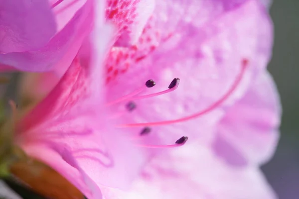 Mooie Roze Rhododendron Bloem Macro Foto — Stockfoto