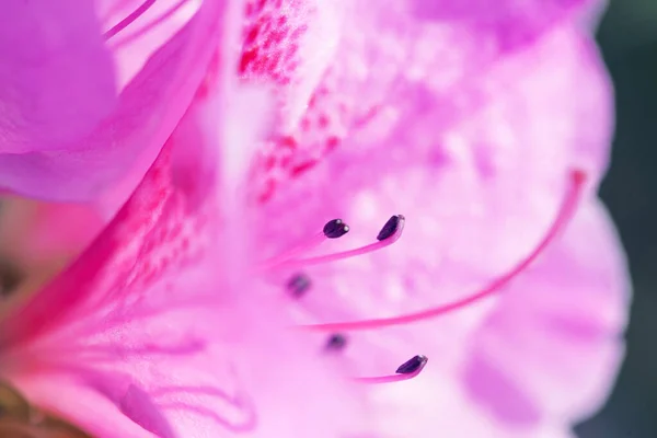 Güzel Pembe Rhododendron Çiçekli Makro Fotoğraf — Stok fotoğraf