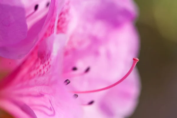 Bella Rosa Rododendro Fiore Macro Foto — Foto Stock