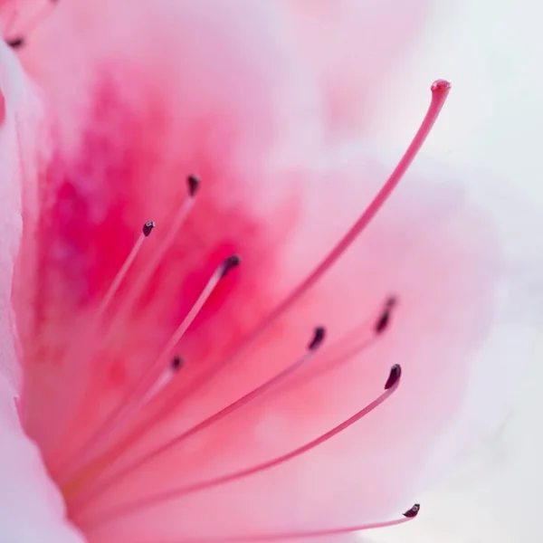 Beautiful Pink Rhododendron Flower Macro Photo — Stock Photo, Image