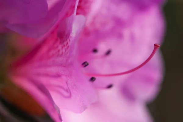 Mooie Roze Rhododendron Bloem Macro Foto — Stockfoto