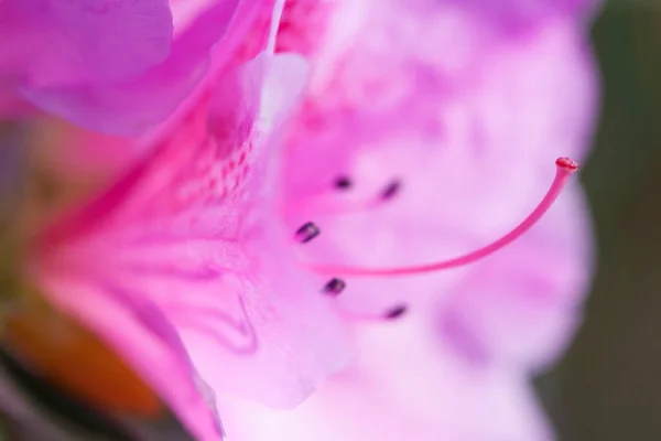 Piękny Różowy Rhododendron Kwiat Makro Zdjęcie — Zdjęcie stockowe