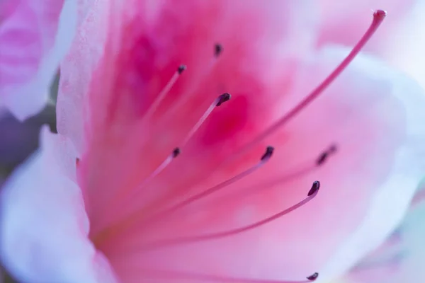 Beautiful Pink Rhododendron Flower Macro Photo — Stock Photo, Image
