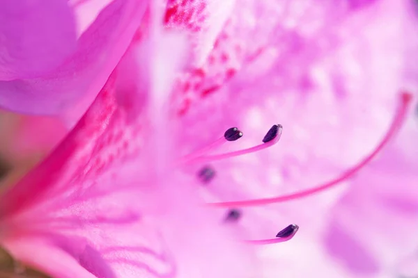 Linda Rosa Rhododendron Flor Macro Foto — Fotografia de Stock