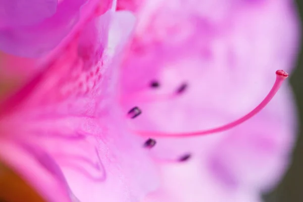 Piękny Różowy Rhododendron Kwiat Makro Zdjęcie — Zdjęcie stockowe
