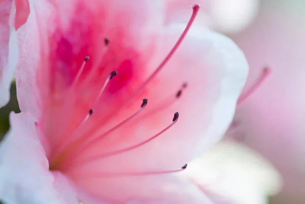 Όμορφη Ροζ Rhododendron Λουλούδι Μακροεντολή Φωτογραφία — Φωτογραφία Αρχείου
