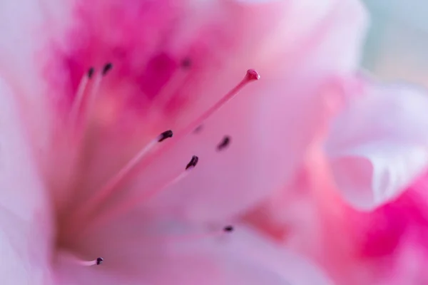 Beautiful Pink Rhododendron Flower Macro Photo — Stock Photo, Image