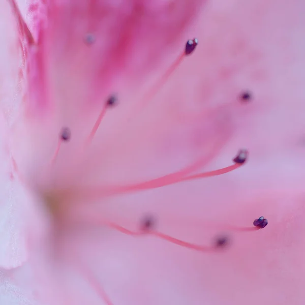 Hermosa Rosa Rhododendron Flor Macro Foto —  Fotos de Stock