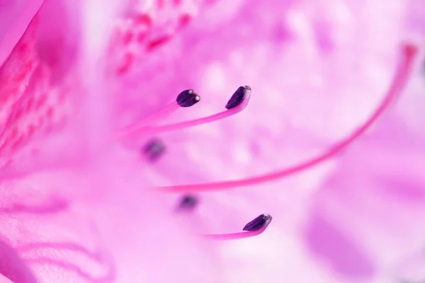 Beautiful Pink Rhododendron Flower Macro Photo — Stock Photo, Image